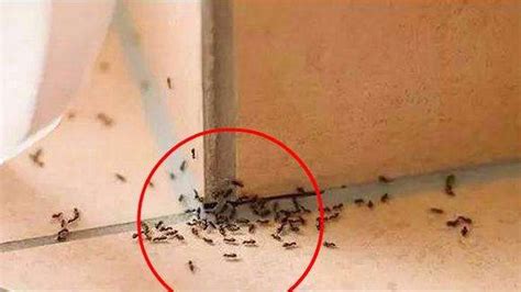家里有蚂蚁风水 稼穡台語